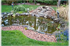 Ponds | Water Gardens | Lily Pad Ponds | Backyard Pond Design