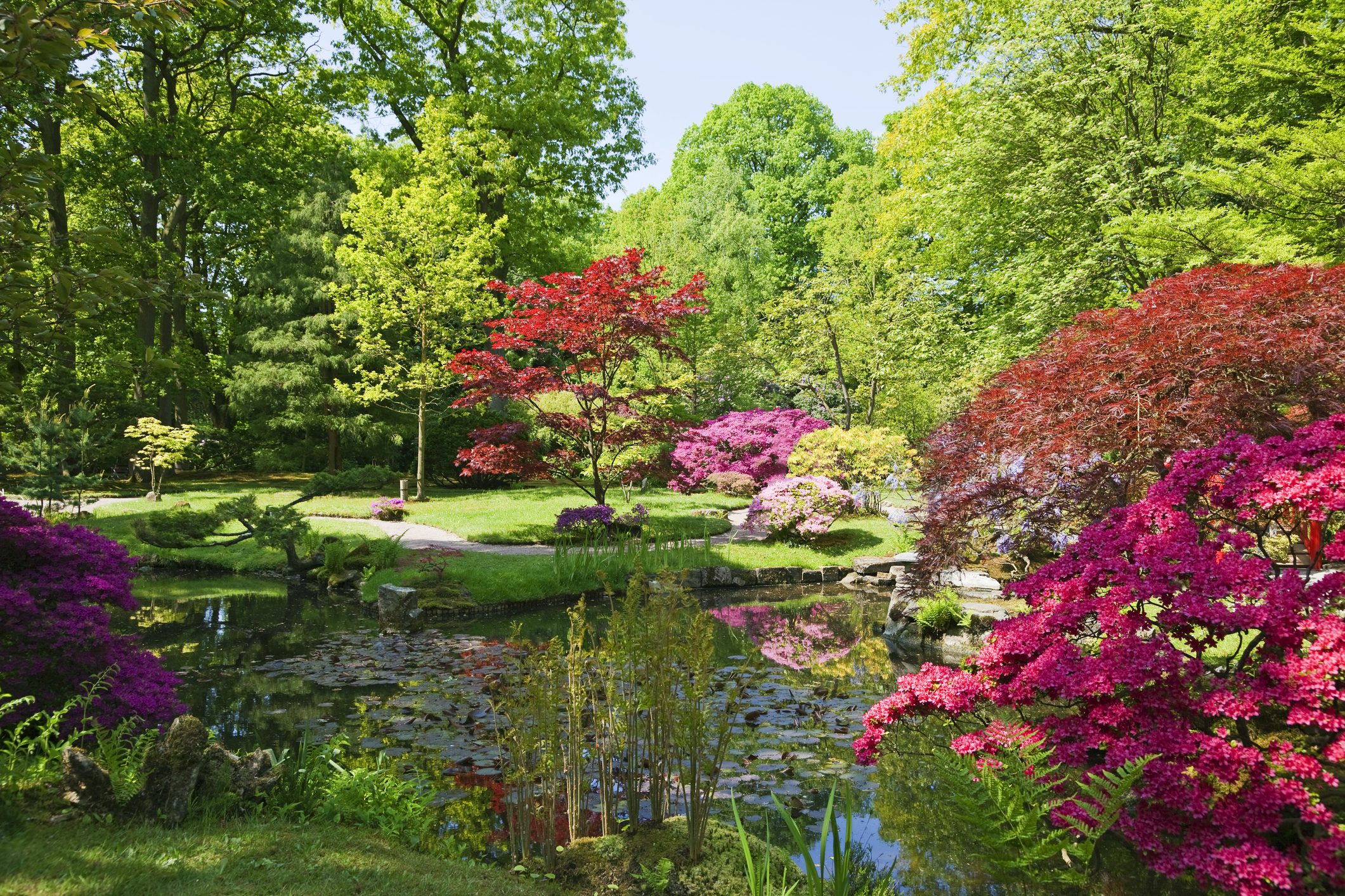 Lush garden with colorful flowering trees